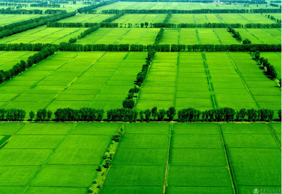 大米圖片2.png 大米圖片2.png